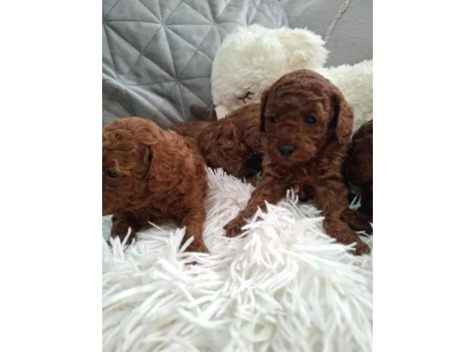Poodle En Özel Yavrular görsel