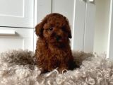 Red Brown Toy Poodle Yavruları İstanbul