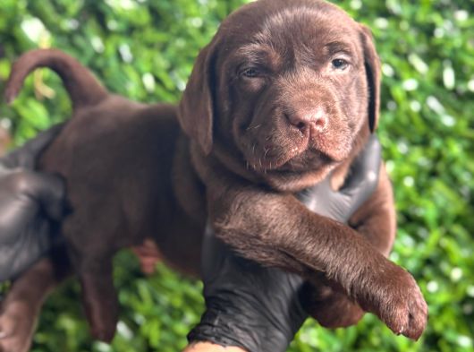 Ruhsatlı Çiftlikten Çikolata Labrador Yavrular görsel