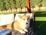 Secereli̇ Eği̇ti̇mli̇ Welsh Corgi̇ Erkek