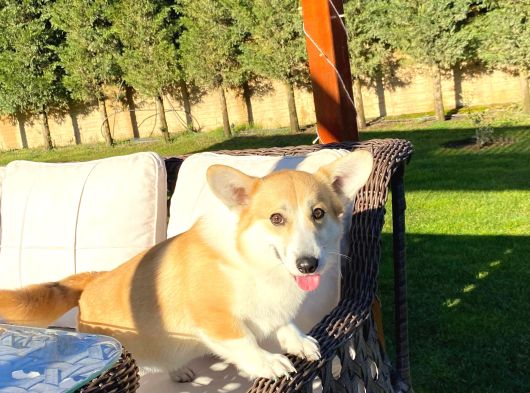 Secereli̇ Eği̇ti̇mli̇ Welsh Corgi̇ Erkek görsel