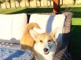 SECERELİ EĞİTİMLİ WELSH CORGİ ERKEK