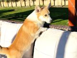 Secereli̇ Eği̇ti̇mli̇ Welsh Corgi̇ Erkek