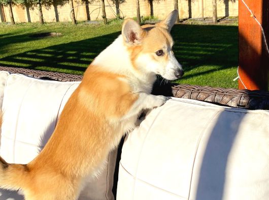 Secereli̇ Eği̇ti̇mli̇ Welsh Corgi̇ Erkek görsel
