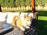 Secereli̇ Eği̇ti̇mli̇ Welsh Corgi̇ Erkek