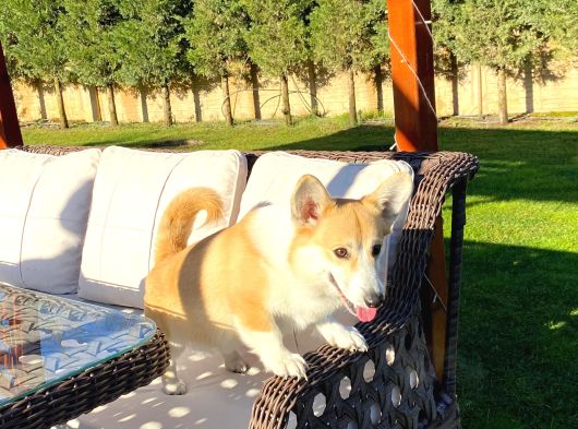Secereli̇ Eği̇ti̇mli̇ Welsh Corgi̇ Erkek görsel