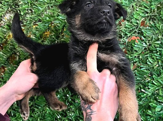 Ruhsatlı Çiftlikten A Kalite Alman Çoban görsel