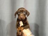 Ki̇ng Doberman Yavrulari