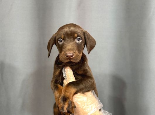 Ki̇ng Doberman Yavrulari görsel