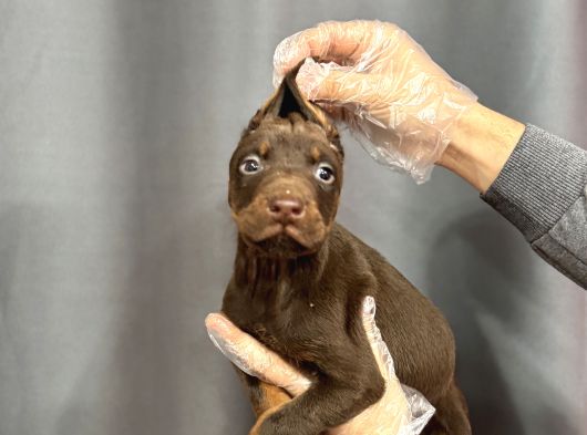 Ki̇ng Doberman Yavrulari