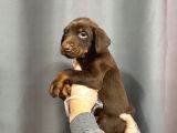 Ki̇ng Doberman Yavrulari