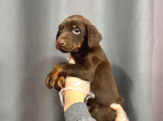 Ki̇ng Doberman Yavrulari görsel