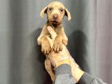 Özel Li̇lac Renkte Doberman Yavrular