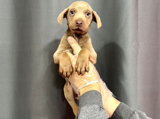 Özel Li̇lac Renkte Doberman Yavrular görsel