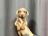 ÖZEL LİLAC RENKTE DOBERMAN YAVRULAR