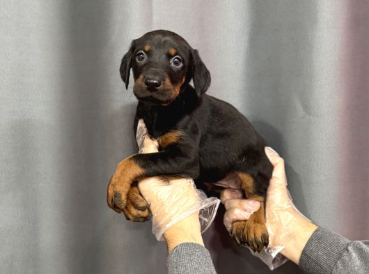 Ki̇ng Si̇yah Doberman Yavrulari görsel