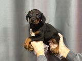 KİNG SİYAH DOBERMAN YAVRULARI