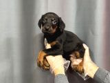 Ki̇ng Si̇yah Doberman Yavrulari