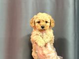 BİBLO YÜZLÜ MALTİPOO BEBEKLER