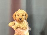 RENKLİ GÖZLÜ MALTİPOO YAVRULAR