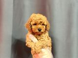 APRİCOT TOY POODLE YAVRULAR