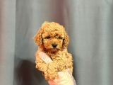 Apri̇cot Toy Poodle Yavrular