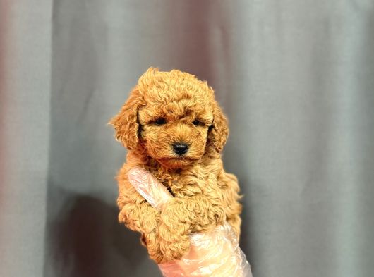 Apri̇cot Toy Poodle Yavrular görsel