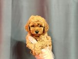 Apri̇cot Toy Poodle Yavrular