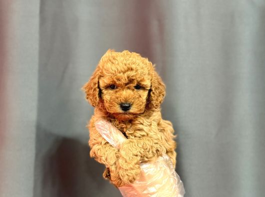 Apri̇cot Toy Poodle Yavrular görsel