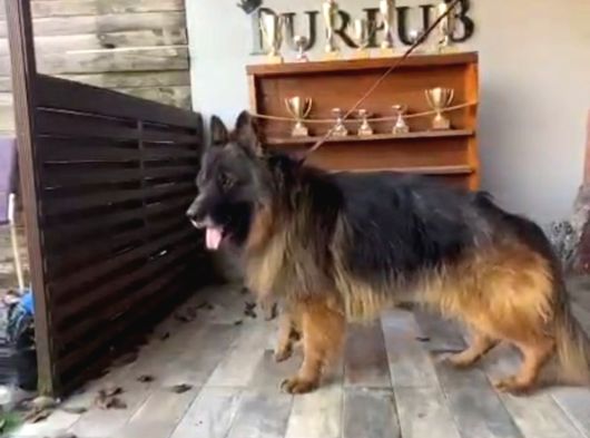 Ruhsatlı Çiftlikten A Kalite Alman Çoban görsel