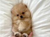 En Mi̇ni̇ Boy Pomerani̇an Bebekler Yeni̇ Sahi̇pleri̇ Bekli̇yor