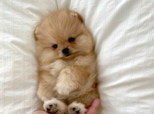 En Mi̇ni̇ Boy Pomerani̇an Bebekler Yeni̇ Sahi̇pleri̇ Bekli̇yor görsel