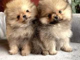 EN MİNİ BOY POMERANİAN BEBEKLER YENİ SAHİPLERİ BEKLİYOR