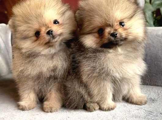 En Mi̇ni̇ Boy Pomerani̇an Bebekler Yeni̇ Sahi̇pleri̇ Bekli̇yor