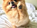 En Mi̇ni̇ Boy Pomerani̇an Bebekler Yeni̇ Sahi̇pleri̇ Bekli̇yor