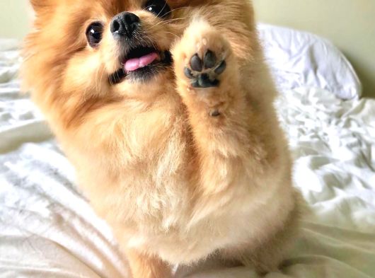 En Mi̇ni̇ Boy Pomerani̇an Bebekler Yeni̇ Sahi̇pleri̇ Bekli̇yor görsel
