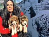 Elizabeth Beagle Yavrularım