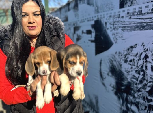 Elizabeth Beagle Yavrularım görsel