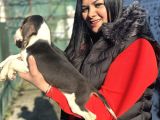 Elizabeth Beagle Yavrularım