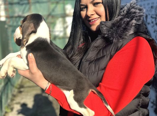 Elizabeth Beagle Yavrularım görsel