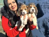 Elizabeth Beagle Yavrularım