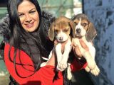 Elizabeth Beagle Yavrularım