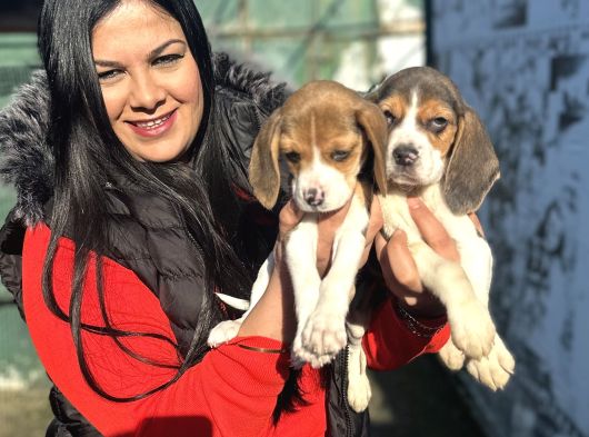 Elizabeth Beagle Yavrularım görsel