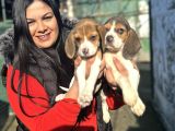 Elizabeth Beagle Yavrularım