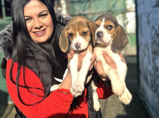 Elizabeth Beagle Yavrularım görsel