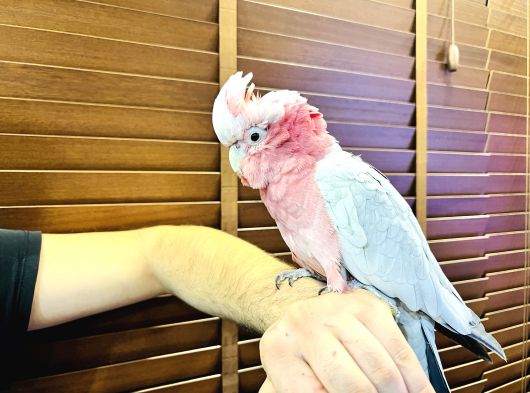 2025 Kapali Bi̇lezi̇kli̇ Evci̇l Gül Kakadu Papağanimiz görsel