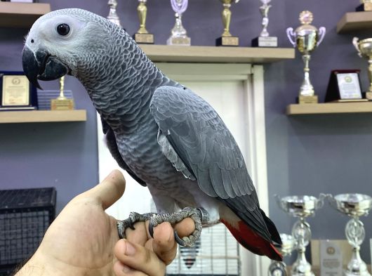 8 Aylik Konuşan Bebek Jakomuz