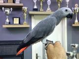 8 Aylik Konuşan Bebek Jakomuz