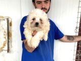 BEYAZ  MALTESE TERRİER YAVRULAR