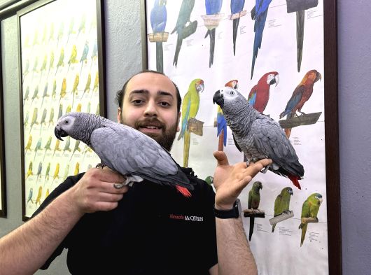 100 Keli̇me Konuşan Evci̇l Jako Papağanimiz